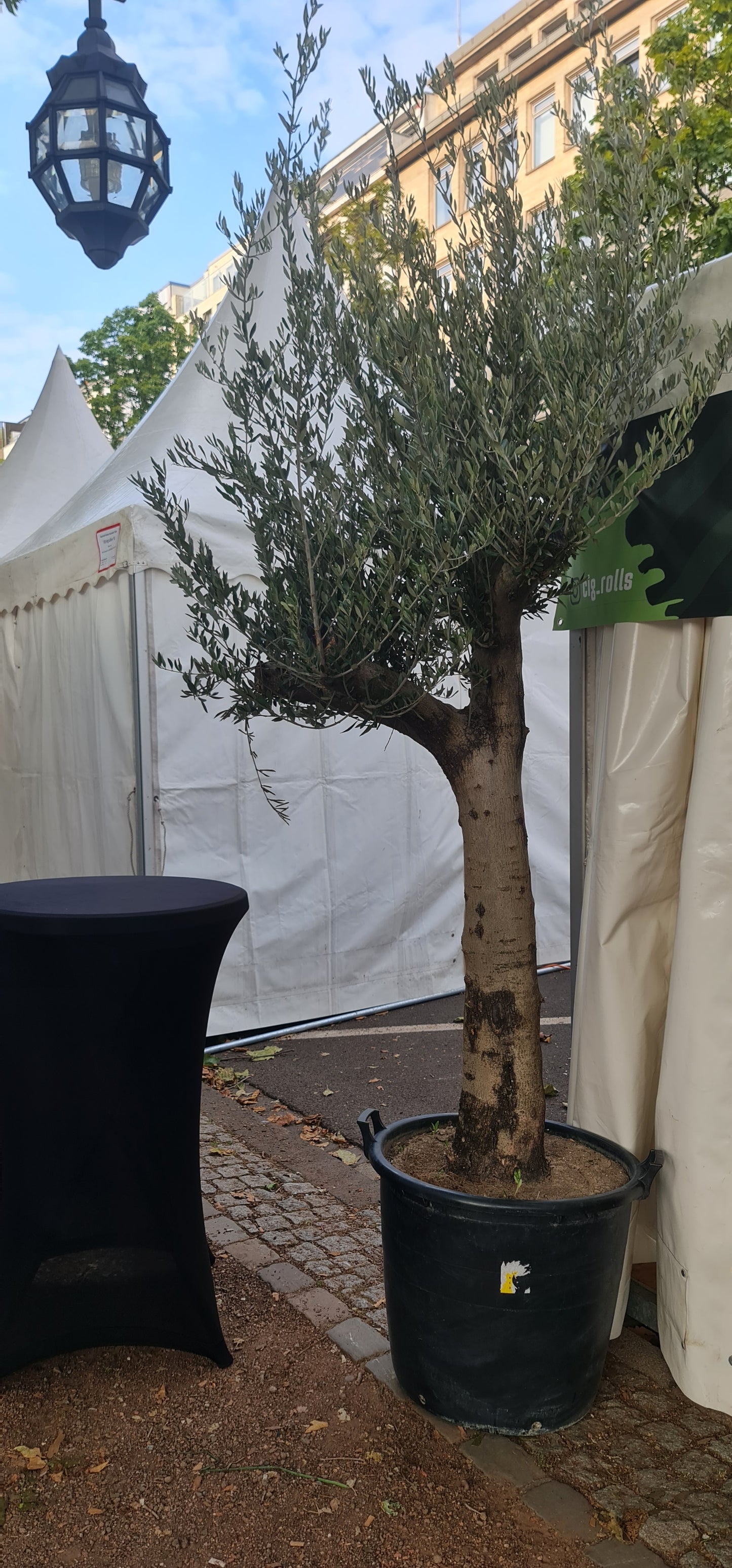Bild von Großer Olivenbaum ca. 3m hoch MIETEN